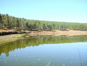 A typical bay in Toonumbar Dam that contains thick weed beds that drop into deeper water. Look for bass on the weed edges later in the day and right up on top of the weed in the early morning and around dark.